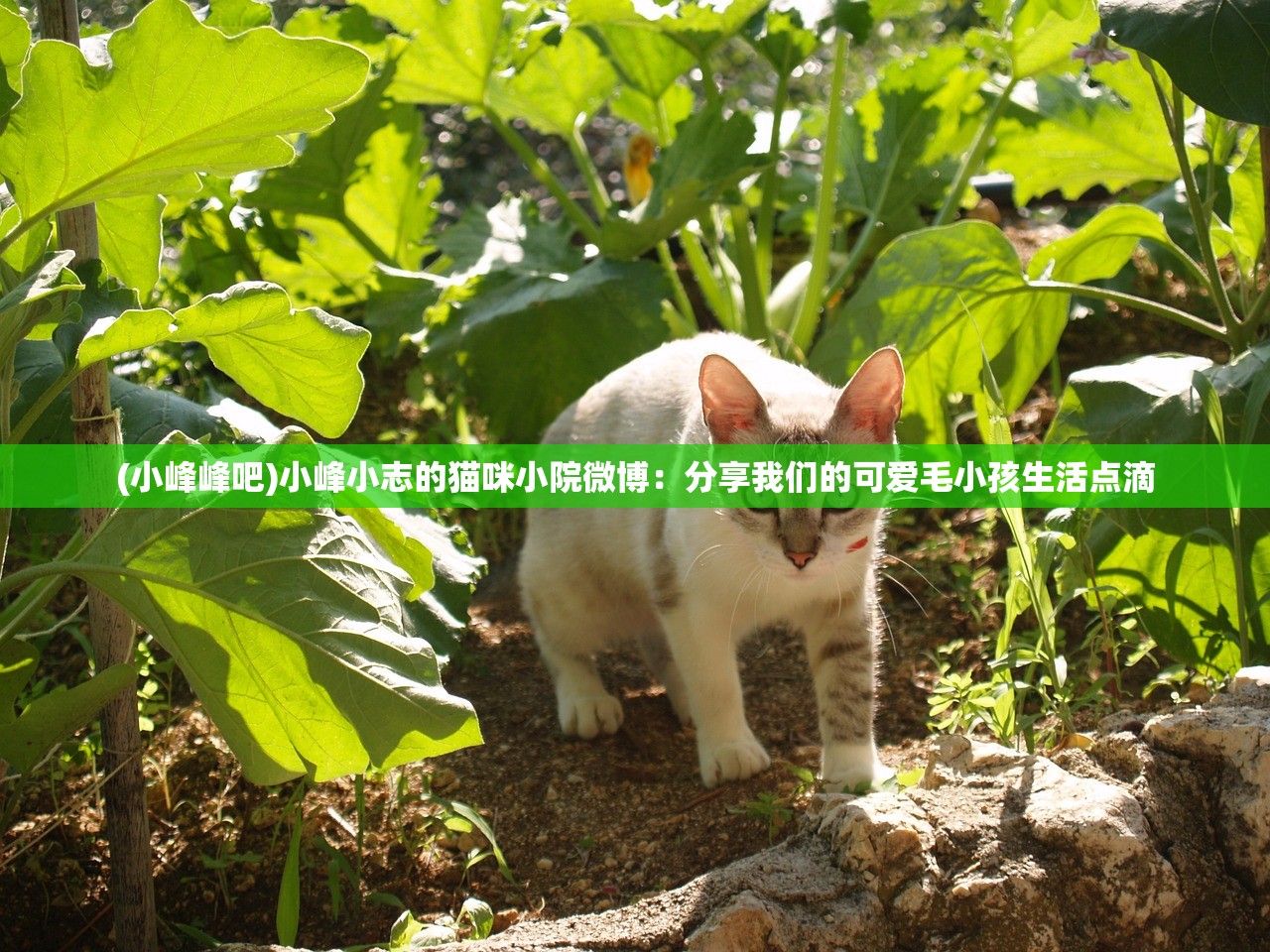 (小峰峰吧)小峰小志的猫咪小院微博：分享我们的可爱毛小孩生活点滴