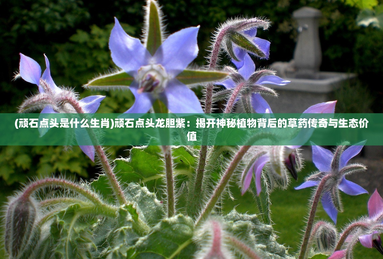 (顽石点头是什么生肖)顽石点头龙胆紫：揭开神秘植物背后的草药传奇与生态价值