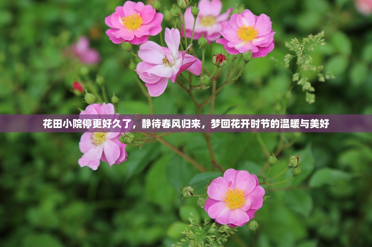 花田小院停更好久了，静待春风归来，梦回花开时节的温暖与美好